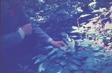 Mężczyzna wyrywający kwiatek