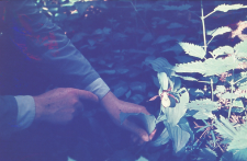 Mężczyzna wyrywający kwiatek