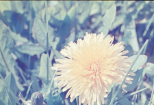 Kwiat mniszka lekarskiego z bliska