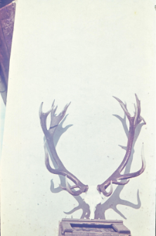 Poroże jelenia z Puszczy Białowieskiej