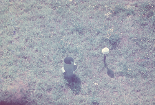 Gradomierz i daszek ewaporometra na Stacji Bioklimatologicznej