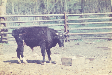 Hybryd 3/4 dom Fetysz