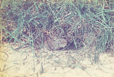 Microtus agrestis