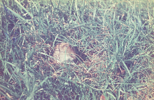 Clethrionomys glareolus