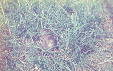Clethrionomys glareolus