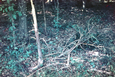 Świerk okorowany i łamany przez żubry na wolności