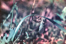 Linka cykady ("Historia jednej cykady"). Numery odpowiadają kolejnym stadiom wylęgu Imago