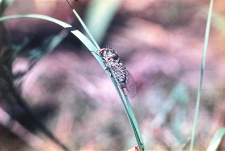 Linka cykady ("Historia jednej cykady"). Numery odpowiadają kolejnym stadiom wylęgu Imago