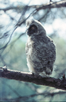 Sowa uszata (Asio otus) juv.