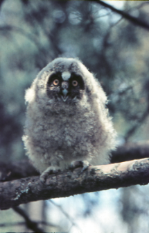 Sowa uszata (Asio otus) juv.