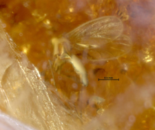 Sciaridae