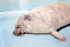 Halichoerus grypus (Foka) nr 85413