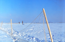 Odł&oacute;w żywych zajęcy przez Koło Łowieckie "Puszcza"