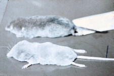 Ryj&oacute;wka koloru beżowego odłowiona w BPN powierzchnia 75, Oddz. 399 oraz dla por&oacute;wnania ryj&oacute;wka aksamitna