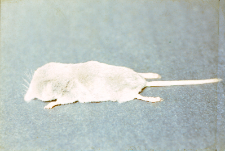 Ryj&oacute;wka koloru beżowego odłowiona w BPN powierzchnia 75, Oddz. 399 oraz dla por&oacute;wnania ryj&oacute;wka aksamitna