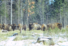 Stado żubrów na wolności