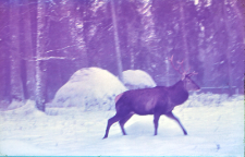 Cervus elaphus