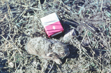 Kilkudniowy zajączek (Lepus europaeus) w r&oacute;żnych ujęciach