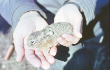 Kilkudniowy zajączek (Lepus europaeus) w r&oacute;żnych ujęciach