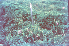 Powierzchnia doświadczalna "Biele". Linia H roślinność wok&oacute;ł stożka 8