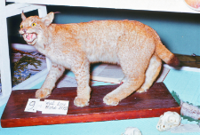 Sk&oacute;ry rysi&oacute;w (Lynx lynx) zrobione na wystawie łowieckiej w Białymstoku