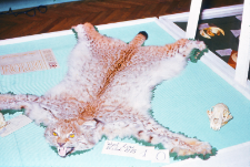 Sk&oacute;ry rysi&oacute;w (Lynx lynx) zrobione na wystawie łowieckiej w Białymstoku