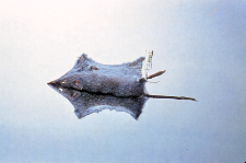 Bałwanki i sk&oacute;rki Apodemus agrarius koloru beżowego i szarego