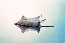 Bałwanki i sk&oacute;rki Apodemus agrarius koloru beżowego i szarego