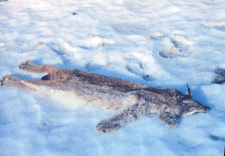 Sk&oacute;ra rysia, Felis lynx. Odstrzelony w Puszczy Białowieskiej przez Niemcunowicza