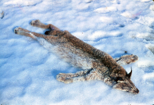 Sk&oacute;ra rysia, Felis lynx. Odstrzelony w Puszczy Białowieskiej przez Niemcunowicza