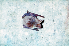 Nocek duży (M. myotis) w śnie zimowym. Widoczne nacieki mineralne kalcytowe i wodorotlenki żelaza