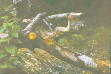 Cięcie bobrów na Kanale Augustowskim koło wsi Mikaszówka