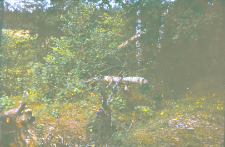 Cięcie bobrów na Kanale Augustowskim koło wsi Mikaszówka