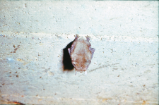 P. auritus w piwnicy na Pogorzelcach