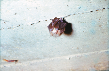 P. auritus w piwnicy na Pogorzelcach