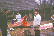 Pracownicy ZBS przy uboju hybrydów