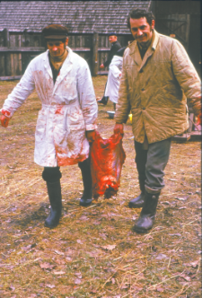 Pracownicy ZBS przy uboju hybrydów