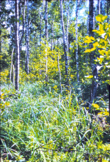 Powierzchnia nr 1 (Las Ciszewskie Brzeziny)