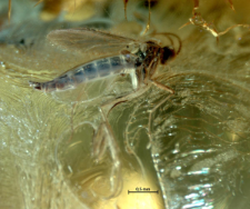 Sciaridae