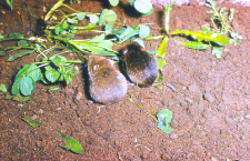 Darni&oacute;wka (Pitymys subterraneus) ciemny i jasny