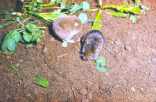 Darni&oacute;wka (Pitymys subterraneus) ciemny i jasny