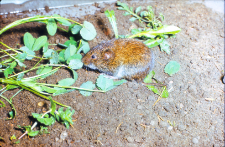 Nornik bury (Microtus agrestis)