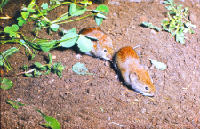 Nornica ruda (Clethrionomys glareolus)