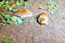 Nornica ruda (Clethrionomys glareolus)