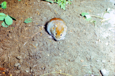 Nornica ruda (Clethrionomys glareolus)