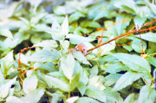 Nornica, mysz wielkooka i badylarka w wiwarium ZBS (powchodziły na rośliny uciekając przed łasicą)