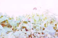 Nornica, mysz wielkooka i badylarka w wiwarium ZBS (powchodziły na rośliny uciekając przed łasicą)