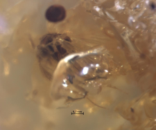 Ceratopogonidae