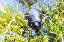Ż&oacute;łw błotny 0 znaleziony dn. 24.05.1988 na szosie do Hajn&oacute;wki ok. 500 m. za parkingiem zwierzynieckim