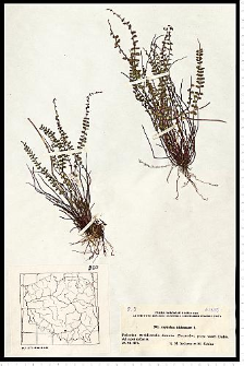 Asplenium trichomanes L.